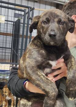 Mixed Breed Dogs Available for Adoption in Manchester, Connecticut - Miles | PetCurious