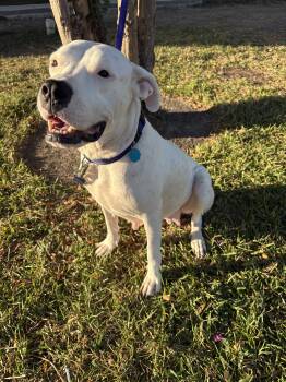 Rescue Dogo Argentino Dogs for Adoption in Houston, Texas - Geogia Peach | PetCurious