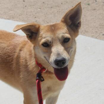 Bailey -  Shepherd Dog Available for Adoption in Yucca Valley, California - Bailey | PetCurious