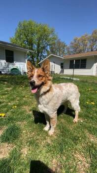 Australian Cattle Dog Blue Heeler Dogs Available for Adoption in Wausau, Wisconsin - Auggie (Nickel) | PetCurious