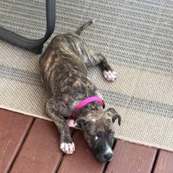 Brinley -  Pit Bull Terrier and Whippet Dog for Adoption in Enterprise, Alabama - Brinley | PetCurious