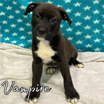 Vampire -  Retriever and Mixed Breed Dog for Adoption in Hillsboro, Ohio - Vampire | PetCurious