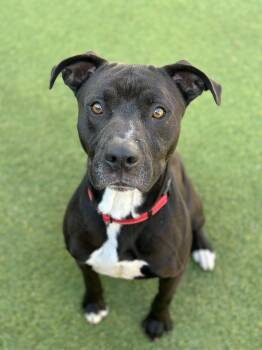 Rescue American Staffordshire Terrier Dogs for Adoption in Glendale, Arizona - Thornton | PetCurious