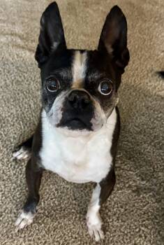 Rescue Boston Terrier Dogs for Adoption in Seattle, Washington - Titus | PetCurious