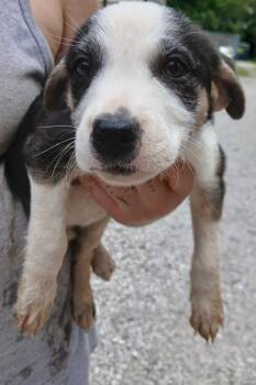 Rescue Terrier Dogs for Adoption in Princeton, Indiana - Patsy | PetCurious