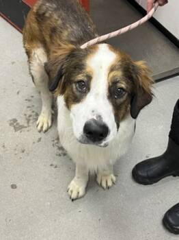 Rescue Mixed Breed Dogs for Adoption in West Chester, Pennsylvania - Beethoven | PetCurious