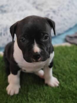 Pit Bull Terrier and Mixed Breed Dogs Available for Adoption - Catania   (Tour Of Italy 2026)  Fka Santo Spirito | PetCurious