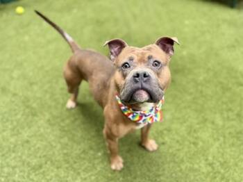Rescue Mixed Breed Dogs for Adoption in New York, New York - Peanut Butter | PetCurious
