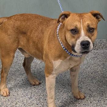 American Staffordshire Terrier Dogs Available for Adoption in Greenville, South Carolina - Mooney | PetCurious
