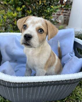 Labrador Retriever Dogs Available for Adoption - Beethoven | PetCurious