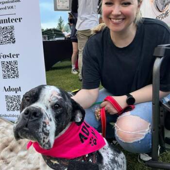English Bulldog Dogs Available for Adoption in Austin, Texas - John John | PetCurious