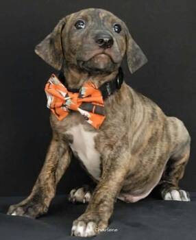 Joon -  Boxer Dog for Adoption in Newland, North Carolina - Joon | PetCurious