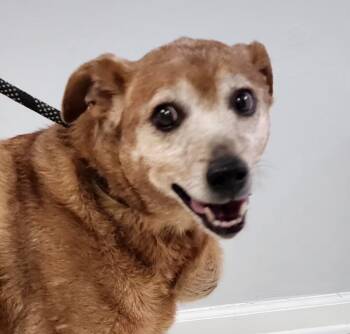 Rescue Labrador Retriever and Mixed Breed Dogs for Adoption in Frankfort, Kentucky - Grandma Pearl 5470D | PetCurious