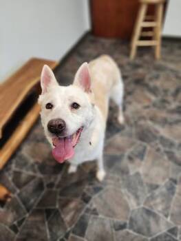 Zoey -  Siberian Husky Dog for Adoption in Sterling Heights, Michigan - Zoey | PetCurious