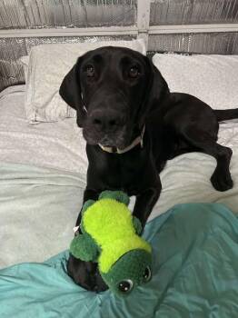 Rescue Great Dane and Black Labrador Retriever Dogs for Adoption in Bullard, Texas - Amy | PetCurious