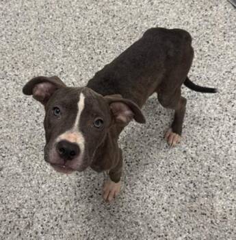 Disney -  Pit Bull Terrier and Mixed Breed Dog for Adoption in Kansas City, Missouri - Disney | PetCurious
