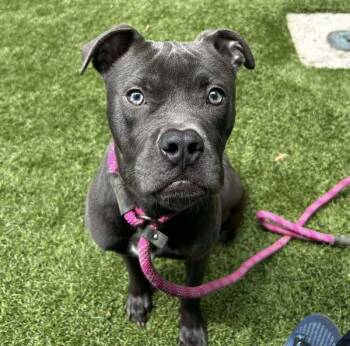 Rescue American Staffordshire Terrier Dogs for Adoption in Raleigh, North Carolina - Szary | PetCurious