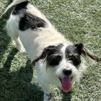 Jack Russell Terrier Dogs Available for Adoption - Parson | PetCurious