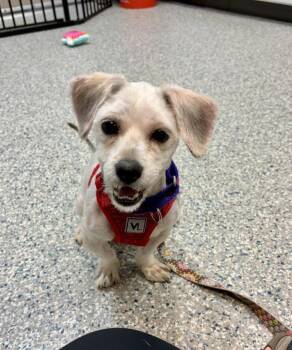 Meeko -  Shih Tzu and Lhasa Apso Dog for Adoption in Sayreville, New Jersey - Meeko | PetCurious