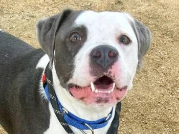Mixed Breed Dogs Available for Adoption in Georgetown, Texas - Rufus | PetCurious