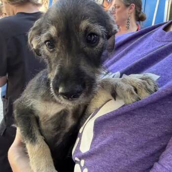 Cabbage Gal -  Terrier Dog for Adoption in Austin, Texas - Cabbage Gal | PetCurious