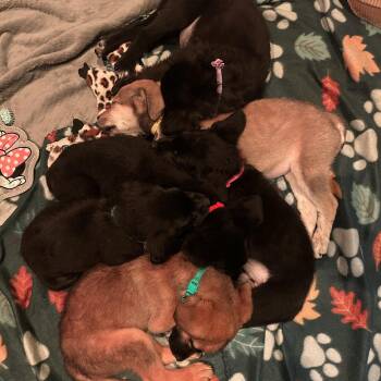 Rescue Mixed Breed Dogs for Adoption in Lincoln Park, Michigan - The Foodies <3 | PetCurious