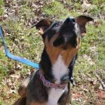 Sasha -  Mixed Breed Dog for Adoption in Norman, Oklahoma - Sasha | PetCurious