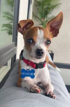Lentil -  Chihuahua Dog for Adoption in Phoenix, Arizona - Lentil | PetCurious