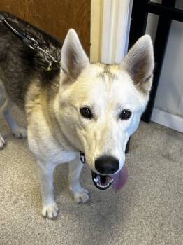 Rescue Husky Dogs for Adoption in Alameda, California - SERPA | PetCurious