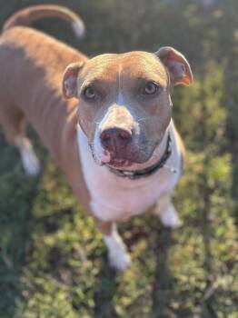 Boxer Dogs Available for Adoption in Calera, Alabama - Demi | PetCurious