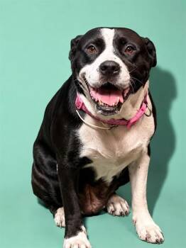 MAMI -  Mixed Breed Dog for Adoption in Jacksonville, Florida - MAMI | PetCurious