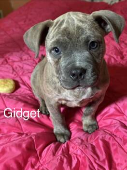 American Staffordshire Terrier and Pit Bull Terrier Dogs Available for Adoption in Texarkana, Texas - Gidget | PetCurious