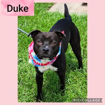 Rescue Mixed Breed Dogs for Adoption in New Iberia, Louisiana - Duke | PetCurious