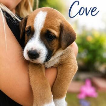 Labrador Retriever and Shepherd Dogs Available for Adoption in Carmel Hamlet, New York - Cove (Coastal Litter) | PetCurious