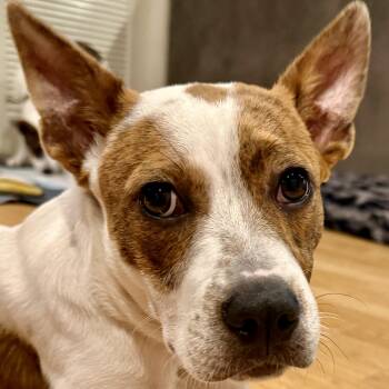Reese -  Australian Cattle Dog Blue Heeler and Jack Russell Terrier Dog for Adoption in Temecula, California - Reese | PetCurious