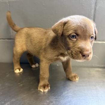 Shepherd and Labrador Retriever Dogs Available for Adoption in Tuscaloosa, Alabama - TUSC-Stray-84534_2_3_4 | PetCurious