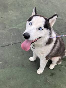 PETER BARKER -  Mixed Breed Dog for Adoption in Dallas, Texas - PETER BARKER | PetCurious