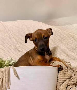 Dachshund and Chihuahua Dogs Available for Adoption in Sugar Grove, Illinois - Lindsey | PetCurious
