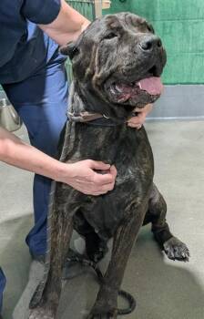 Cane Corso Dogs Available for Adoption - BREE | PetCurious