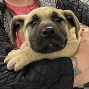 Labrador Retriever and Shepherd Dogs Available for Adoption - Tweety | PetCurious