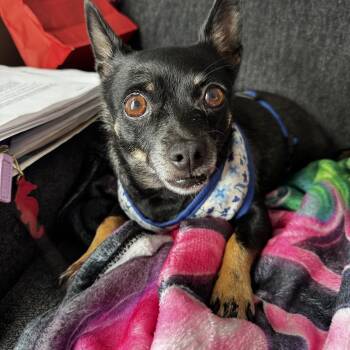 Lolabean -  Chihuahua Dog for Adoption in Alafaya, Florida - Lolabean | PetCurious