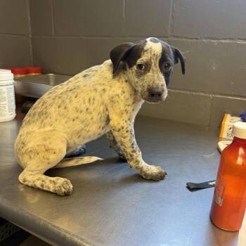 TUSC-Stray-85564 -  Australian Cattle Dog Blue Heeler and Mixed Breed Dog for Adoption in Tuscaloosa, Alabama - TUSC-Stray-85564 | PetCurious