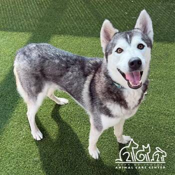 SNOW -  Siberian Husky Dog for Adoption in Irvine, California - SNOW | PetCurious