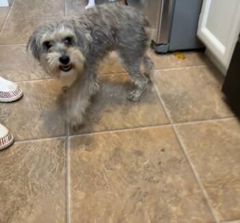 Cory -  Terrier Dog for Adoption in Millcreek, Utah - Cory | PetCurious