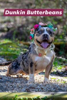 Pit Bull Terrier Dogs Available for Adoption - Dunkin