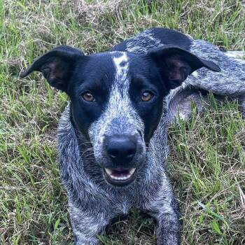 Muffin -  Australian Cattle Dog Blue Heeler and Mixed Breed Dog for Adoption in Magnolia Springs, Alabama - Muffin | PetCurious