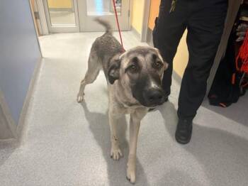 DOLLY -  Anatolian Shepherd and Mixed Breed Dog for Adoption in Tustin, California - DOLLY | PetCurious