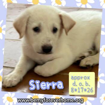 Sierra -  Labrador Retriever Dog for Adoption in Plano, Texas - Sierra | PetCurious