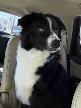 Border Collie Dogs Available for Adoption in Columbia, Missouri - Finn (2026) | PetCurious