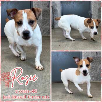 Jack Russell Terrier Dogs Available for Adoption - Rosie | PetCurious